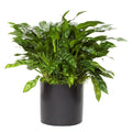 Aglaonema  Plant